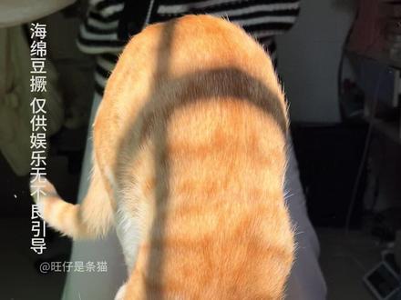 豆橛子抽咪腚! #搞笑萌宠 #橘猫 #萌宠出道计划 #我和我的猫