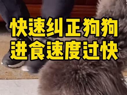 你家#狗狗 吃东西太快 你们怎么解决的#宠物 #训犬#云上大课堂 @DOU+小助手