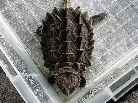 #大鳄 #大鳄龟 #养龟日常 大鳄龟冬眠方法,我的是直接冻冰箱里。