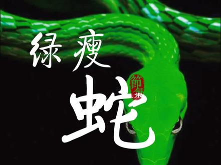 游蛇科·瘦蛇属《绿瘦蛇》一种被称为“蛇中貂蝉”的轻毒性后沟牙毒蛇@DOU+小助手 @三青经常翻车