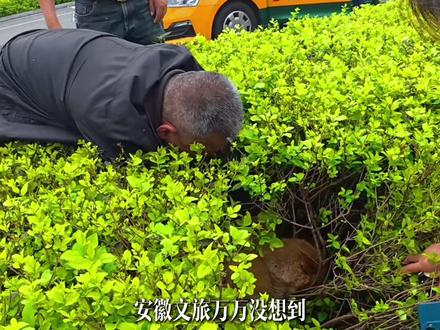 黄站长明明疼到发抖,看到熟人那一刻,尾巴还是动了... 原创作者@柯基兵兵和花花 #黄站长