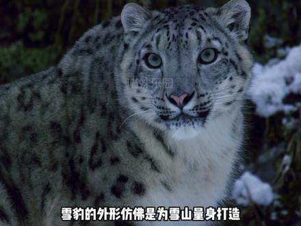 雪豹:最神秘的大型猫科动物 #科普 #动物世界 #万物可爱计划 #青年创作者成长计划