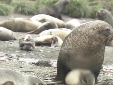 厉害的海狗 #动物世界 #神奇动物在抖音 #海狗