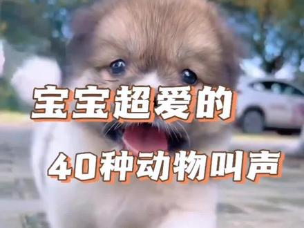 宝宝超爱的40种动物叫声#动物叫声 #启蒙早教 #动物世界 #宝宝动物认知 #动物