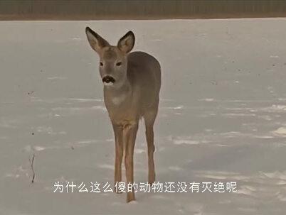 东北神兽“傻狍子”,究竟有多傻?傻到这份上还没灭绝?