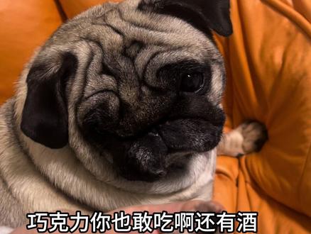 巧克力这玩意儿 狗可不兴吃啊
#巴哥粽子