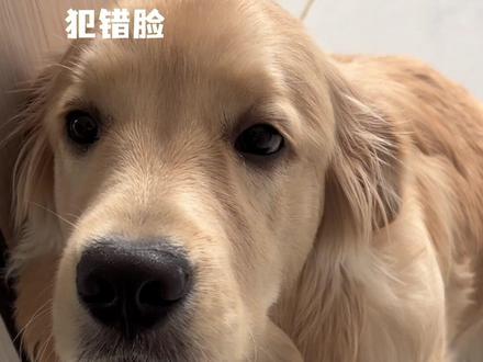 遇到难回答的问题,你又不说话了……#金毛 #小狗杨毛豆