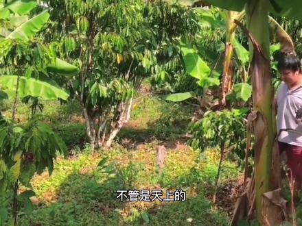 越南老表碳烤癞蛤蟆。#原创 #美食 #抖音小助手 #热门