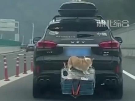 小车外挂狗笼,柯基破笼“越狱”。车主在高速路上违规停车找狗,事后被交警严厉批评并处罚