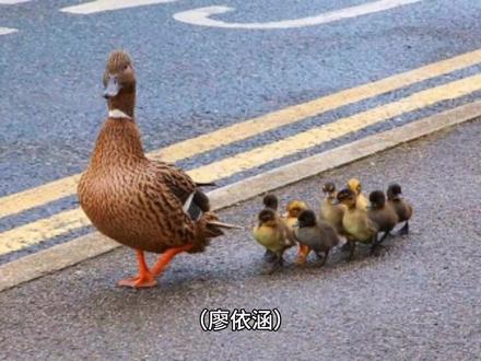 小鸭子过马路
四年级上册《麻雀》仿写小练笔