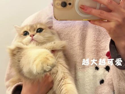 长毛蓝金从小到大的变化
#萌宠 #长毛金渐层 #猫咪