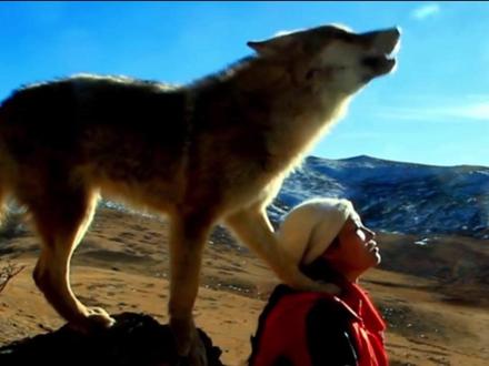 重返狼群终于再版了! #重返狼群 #李微漪 #动物保护 #好书分享 #重返狼群版本怎么选