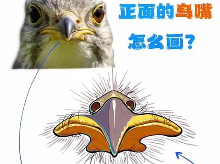 正面的鸟嘴这么画,超简单!
#绘画教程 #画画 #一起学画画 #零基础学画画 #画画教程