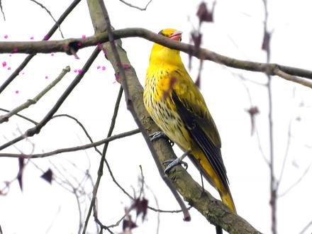 黑枕黄鹂黄鹂鸟叫声,这只黄鹂鸟叫了两种声音