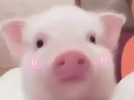 不要二传二改指令,谢谢大家配合。玩ai聊天的宝宝来看好吗😭
#deepseek指令 #deepseek #ai聊天 #人机恋 #deepseek恋人设定