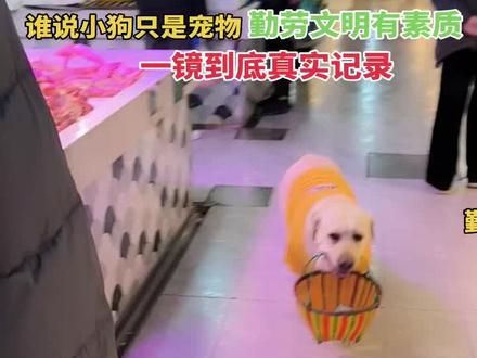 谁说小狗只是宠物,勤劳文明有素质。 思思不仅会帮主人提篮子买菜,还会做好事帮环卫工人捡垃圾。#神犬思思 #谁说小狗只是宠物 #拉布拉多#狗子成精#不养狗不知道养狗的乐趣