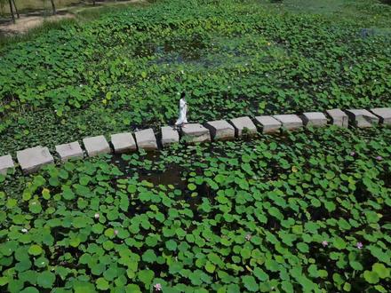 菏泽七里河荷花盛放,夏日美景引客来#夏日