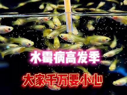 一定要注意!孔雀鱼已经到水霉病高发期了!及时预防和治疗! #精品孔雀鱼