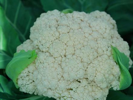 今天去了仙风山,漫山遍野都是野菜!摘了一大筐回来,刚好和蒜苔搭着做了三种吃法,每一种都特别唤醒味蕾~
#新农人计划2026 #谁是蒜苔天花板 #满级吃商通关赛 #抖音新农人 #我的乡村生活