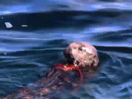 动物界有一种动物叫海獭,长相软萌可爱,但却是出了名的家暴男。 #海獭 #动物世界 #搞笑 #萌宠