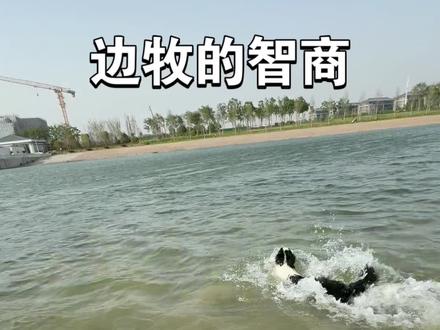 边牧 #边牧的智商 今天被边牧吊打#聪明的狗狗成精了 #聪明的狗狗