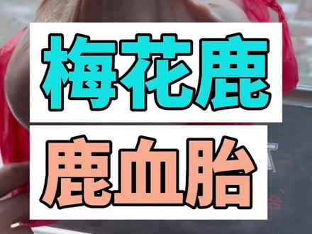 鹿胎,鹿血胎怎么吃?#梅花鹿 #梅花鹿养殖 #鹿胎