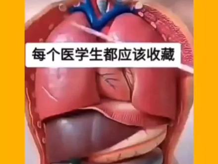 #我要上热门 你知道你的胃在人体的什么位置,左还是右?#每天跟我涨知识 #人体科普 善肽堂牛骨髓肽