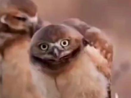 人类在动物眼里是什么#动物 #自然界 #人类幼崽 #人类