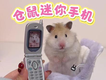 人!快接鼠鼠电话! #万物可爱计划 #蔡可爱爱仓鼠 #蔡可爱和鼠鼠玩玩具 #我的仓鼠搭子 #鼠生是用来体验的