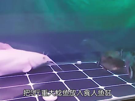 难得一见!把5斤重大鲶鱼放入食人鱼缸,比比谁才是水中霸主? #食人鱼 #鲶鱼 #野生动物零距离