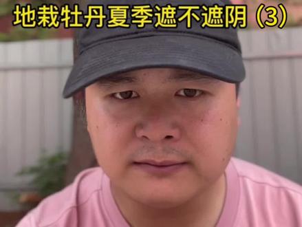 牡丹夏季遮不遮阴#牡丹养护 #牡丹养护方法 #牡丹遮阴