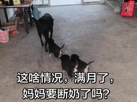 #记录狗狗的日常生活 小狗仔饿的嗷嗷叫妈妈也不喂吗😂#狗崽 #农村土狗