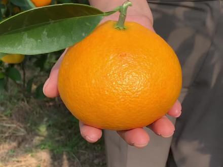 田草倾慕南香,美人吟唱枝头#象山红美人 红美人到底是什么品种,你知道了吗