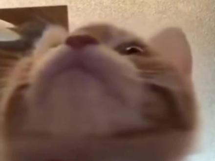 猫猫万恶之源 #歪嘴小猫 #香蕉猫 #happy猫 #popcat