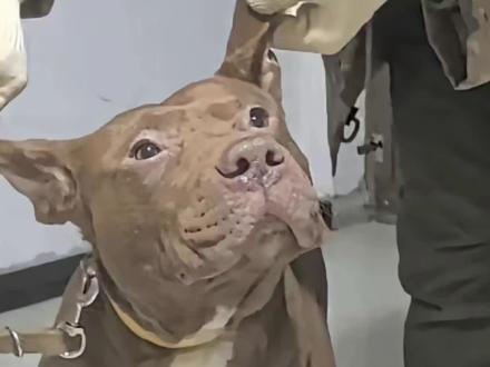 假以时日,踏雪宝宝就是单挑王#狗痴 #狗痴看狗 #踏雪宝宝 #重托