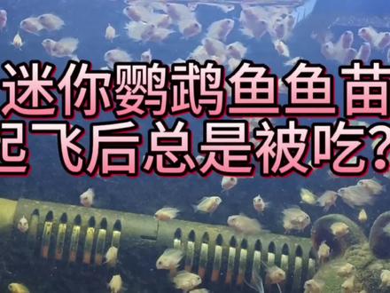 迷你鹦鹉鱼鱼苗起飞后就不见了?或者会越来越少?怎样可以避免呢#迷你鹦鹉鱼 #迷你鹦鹉鱼繁殖 #迷你鹦鹉鱼苗 #迷你鹦鹉鱼吃不吃小鱼苗 #养鱼日记 @DOU+小助手