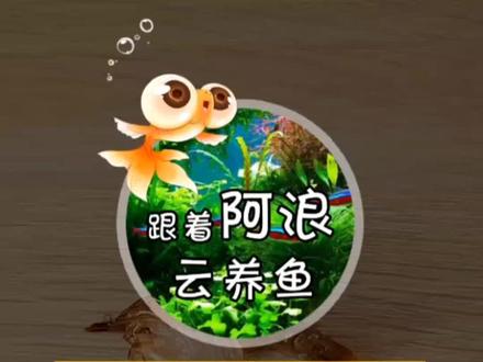 不经意间到来的#小龙虾 要把它养大 #小龙虾怎么养