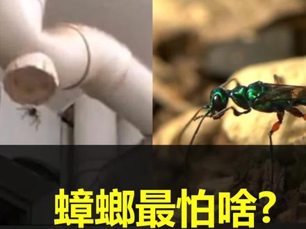 家里有蟑螂要怎么办?快来认识蟑螂所有的敌人#科普 #清洁奇妙好物