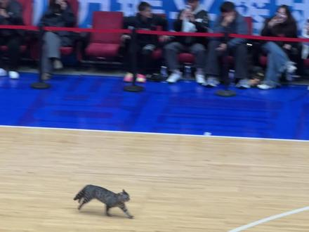 原来猫咪也喜欢篮球啊 #cba #猫咪