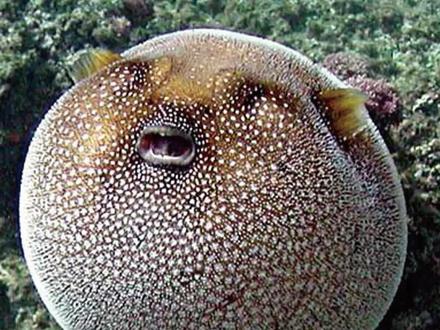 会眨眼的河豚鱼#海底世界 #鱼 #海洋生物 #这也太可爱了吧