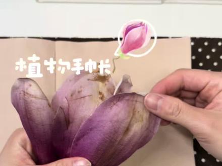植物手帐“初体验”玉兰花开~ #手帐 #手帐er手帐日常 #手帐素材