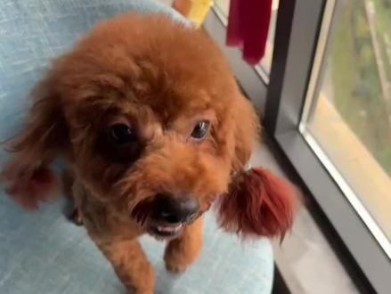 大家好,我是DOG#萌宠 #毛孩子 #泰迪 #狗狗🐶