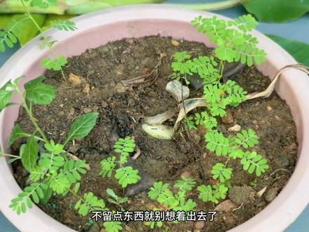 利用香蕉根分化培育幼苗种植。 #种植小技巧 #种植 #盆栽