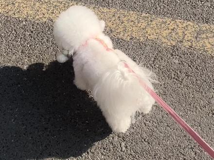 省时省力清洁脏脏小狗 #养狗经验分享 #狗狗清洁 #宠物沐浴露 #宠物免洗擦浴精华#养宠必备