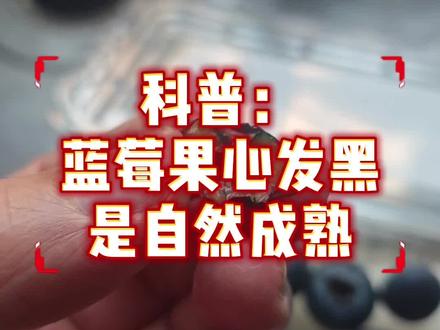 #L25 #自然成熟 L25蓝莓果心发黑是正常情况,也是自然成熟的标志