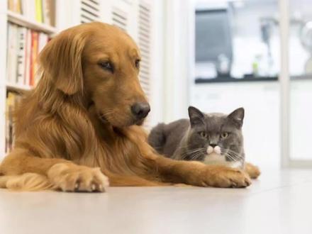 同样的行为,猫和狗表达的意思,却正好相反,都是语言不通惹的祸#宠物知识 #宠物科普 #养宠进阶指南 #宠物 #萌宠出道计划 #猫狗双全 #科学养宠 #养宠 #铲屎官 #宠物生活