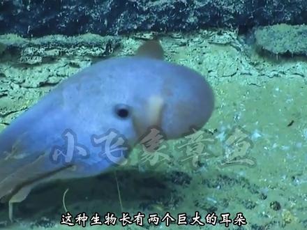 在马里亚纳海沟的最深处,究竟都隐藏着哪些可怕的生物? #海洋生物 #海洋怪物 #深海鱼