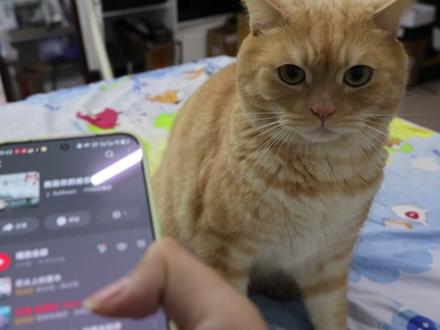 关于我的小猫无法忍受哈基米音乐这一块