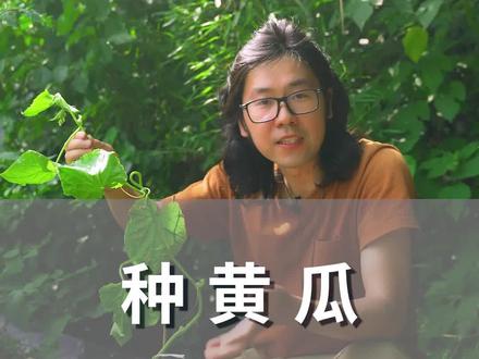 种黄瓜,掌握这三个小技巧~ #十万个怎么做 @抖音小助手