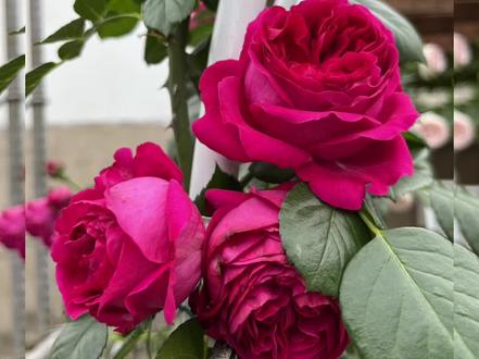 蒂娜、红龙你还傻傻分不清?
🍎颜色:红龙深红偏玫红,蒂娜正红
🍎大小:红龙花径10厘米,略大于蒂娜,花瓣层数也更多点
🍎花期:红龙初开在四月十号左右,蒂娜约五月一号,晚半个多月。
🍎香味:红龙香味浓,蒂娜很淡的香,几乎闻不出来
🍎抗性:红龙耐晒耐高温,但不耐雨淋容易黑斑病,蒂娜耐晒耐雨淋,不生病
🍎刺:蒂娜倒钩刺,比红龙的刺更尖锐更大更厉害!
##种植小技巧 #种花小达人 #永远会被月季花海浪漫到 #好看的花一定要分享给你 #藤本月季爬藤欧月